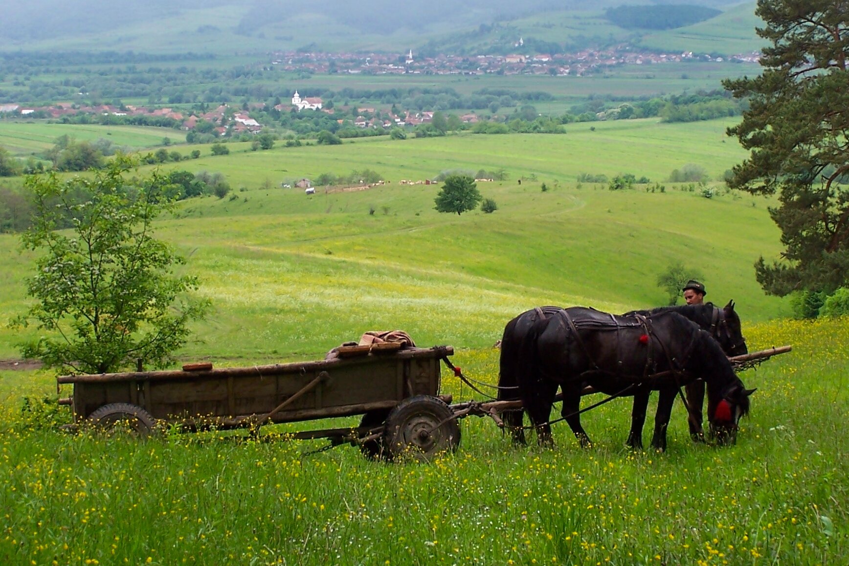 47-Horsecart-in-wild-flower-meadow-Miklosvar-in-distance-S-Prior