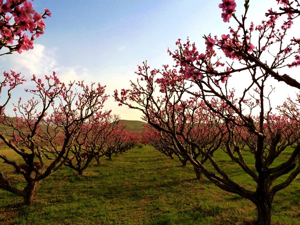 Peach-orchard-1024x768